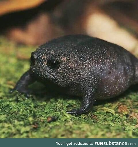 African rain frog