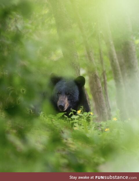 Got up close to a bear