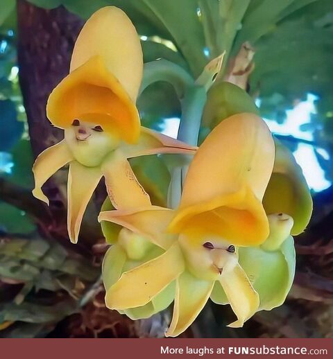 Not a succulent, this Yellow Faced sun Orchid is amazing