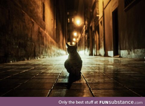 Alley cat in Valencia, Spain