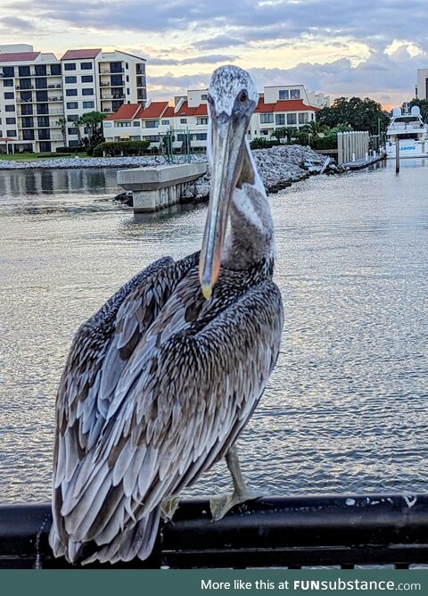 Pelican in Pensacola