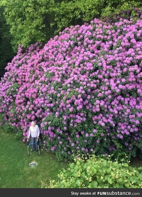 100 year old rhododendron and the woman who planted it