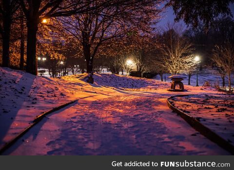 Winter colors in the park. [oc]