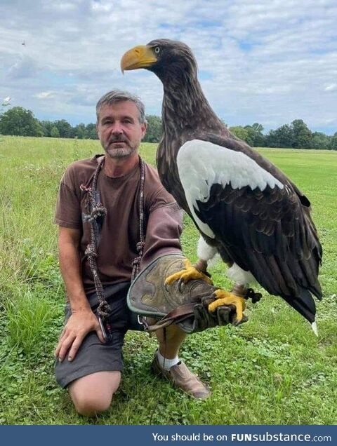 The world's heaviest eagle in the world compared to a human
