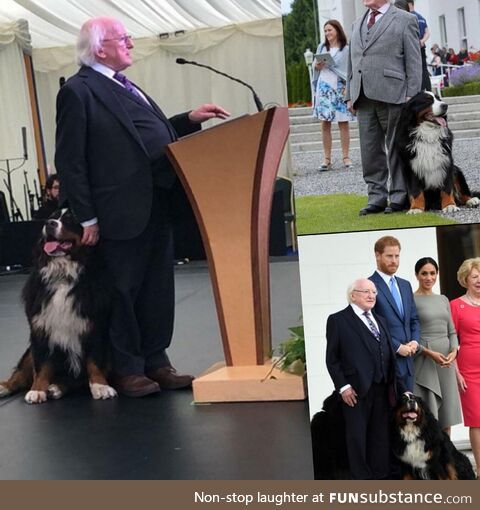 The irish president and his doggos