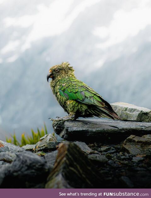 This Kea is having a bad hair day_ but that doesn_t stop her_him from looking absolutely