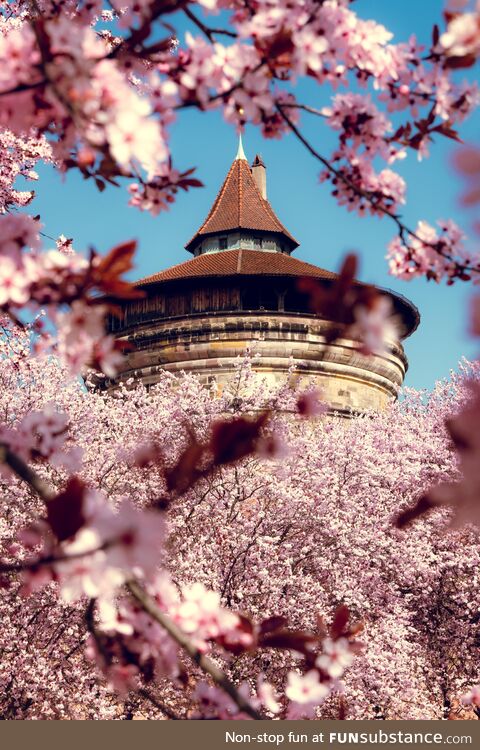 Finally spring arrived in Germany. [OC]