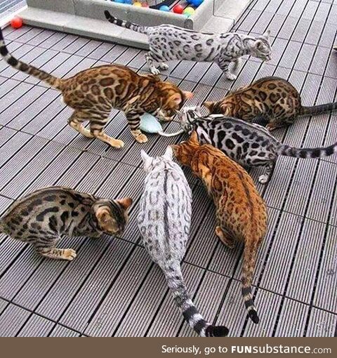 Amazing colorful bengals
