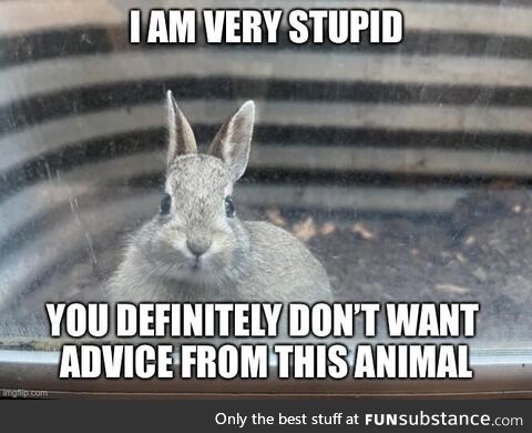 Bad advice bunny