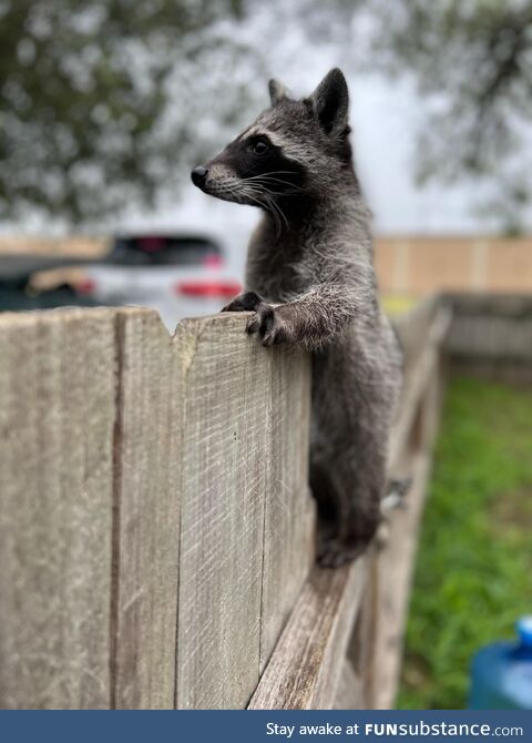 Baby raccoon