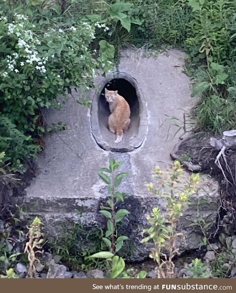 Tunnel cat