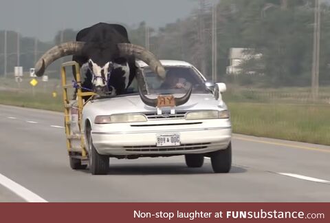 A man in Nebraska was pulled over for letting his bull ride shotgun in his car