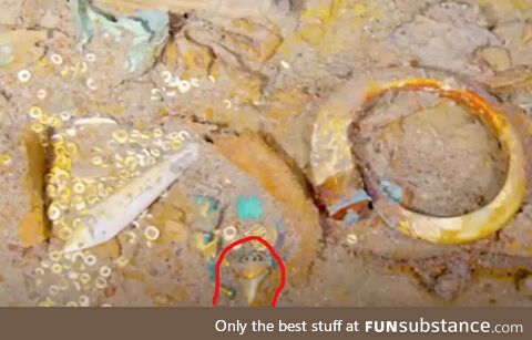 They have a photograph of a necklace made from a megalodon tooth recently found when