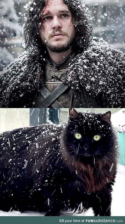 Kit vs Cat