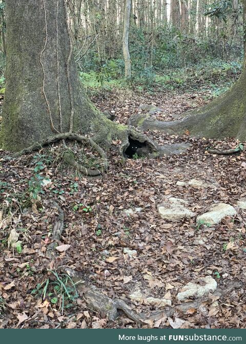 Someone glued monster eyes in a hollowed-out space on a trail in the woods