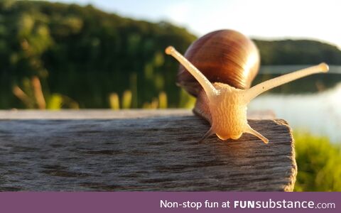 Perfect Click of Snail