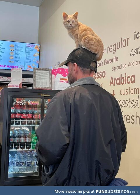 Cat? What cat?