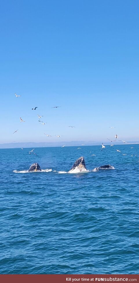 [OC] Went whale watching the other day and these 2 decided to join the party