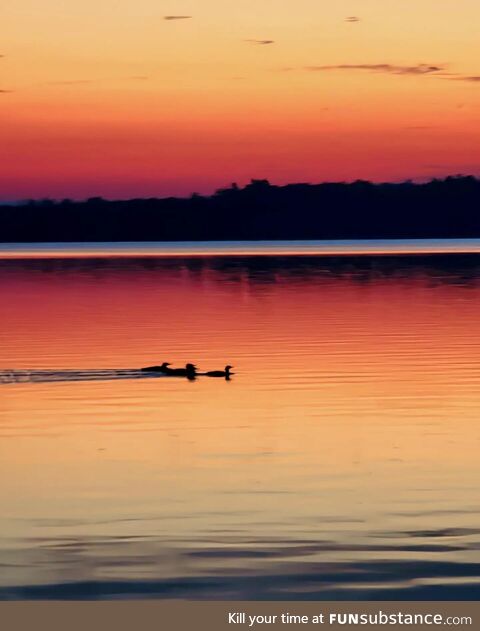 An asylum of loons in the morning (OC)