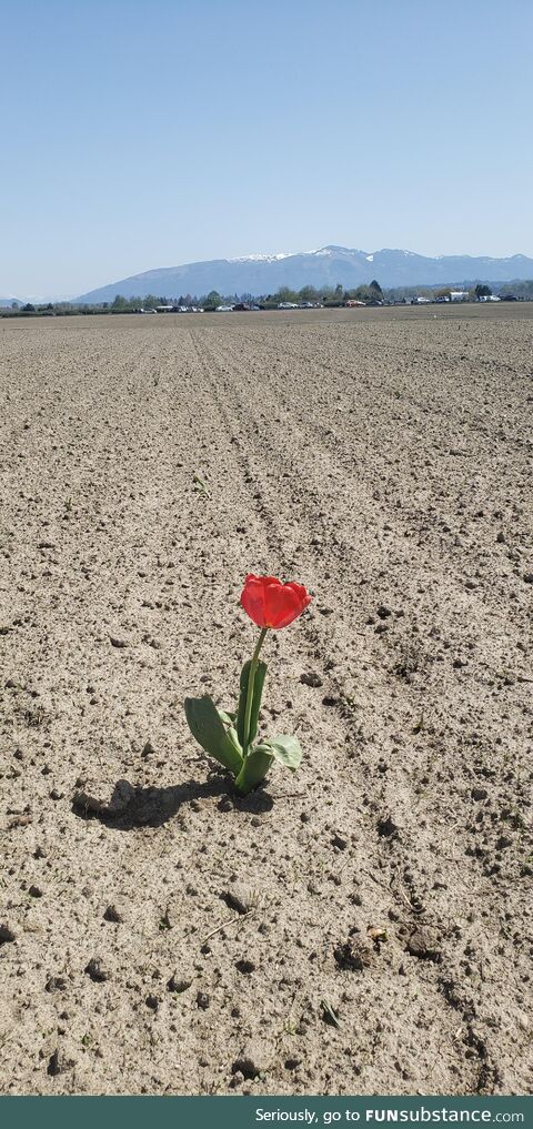 A lone tulip in field at the Tulip Festival