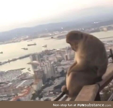 A monkee that look sad