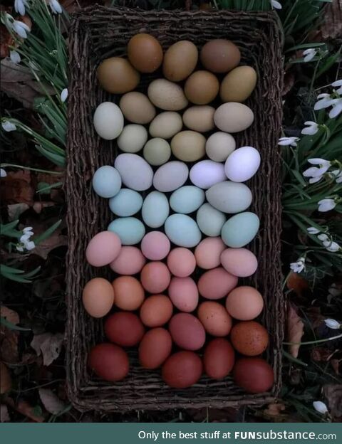 Spectrum of naturally colored eggs