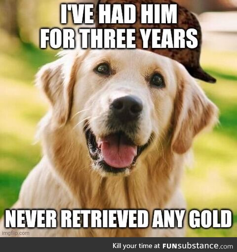 Scumbag golden retriever
