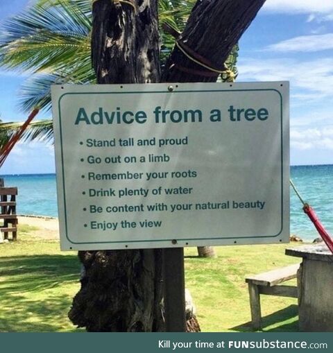 Advice from a tree