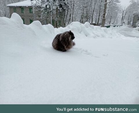 Grey polar bear