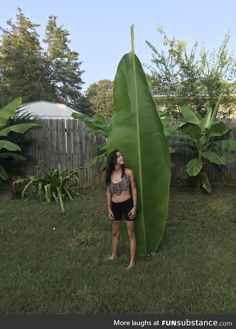 One big ass leaf