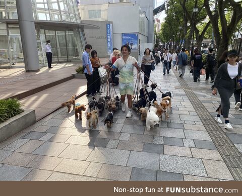 Doggos galore