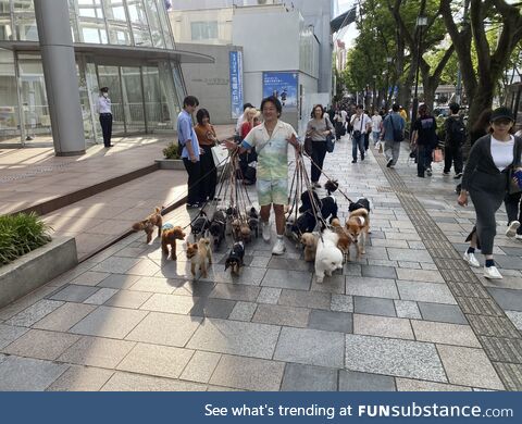 Doggos galore!