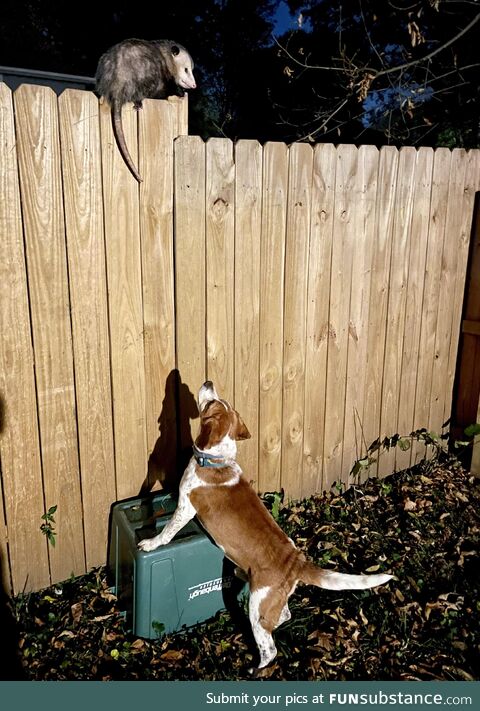 Porter met a possum this evening