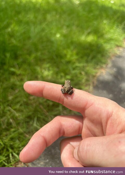 It’s baby frog time in Denmark