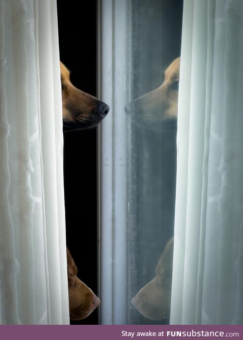 Between the Veil - dogs love staring out the window