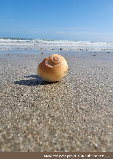 Snapped this picture of a shell at the beach [OC]