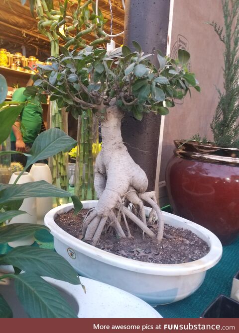 This plant's having a good time