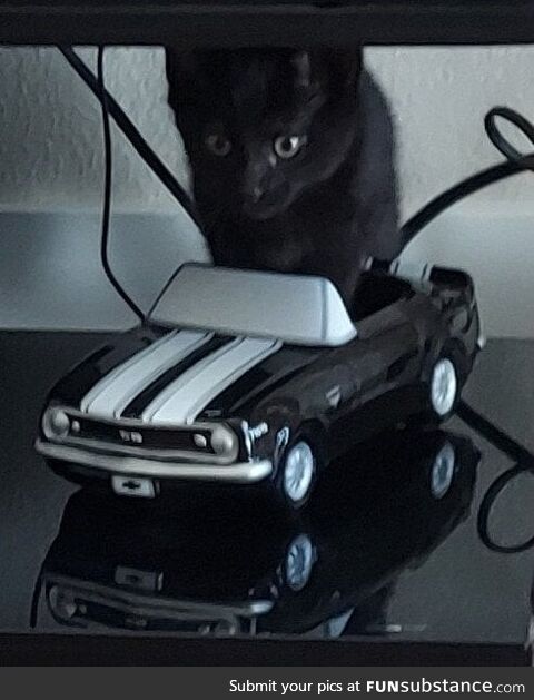 They grow up fast. Adopted her this morning and already driving