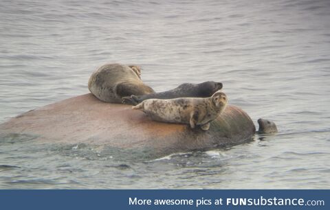 Some grey seals