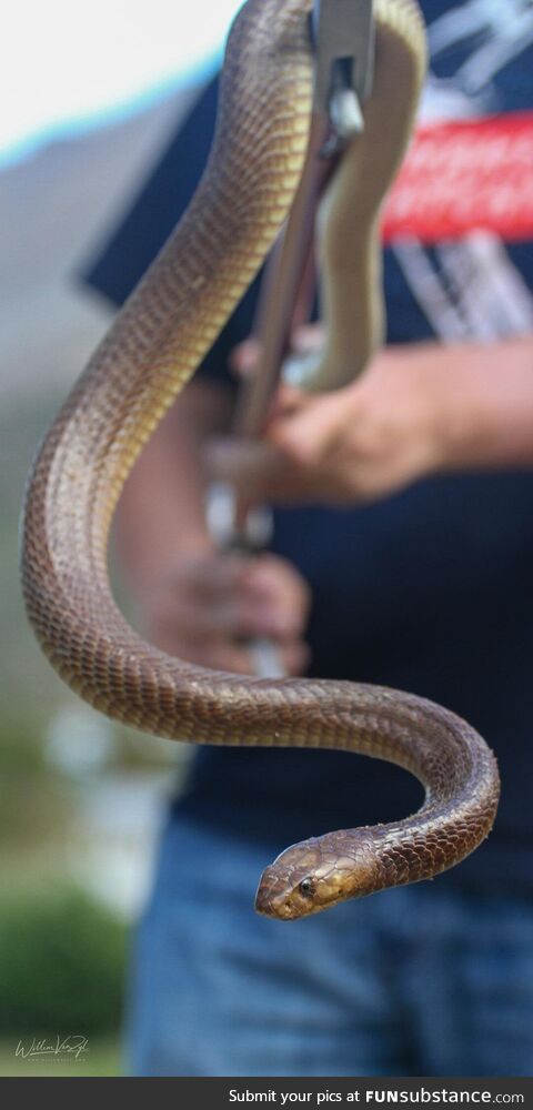 Snake Handler with a dangerously venomous Cape Cobra