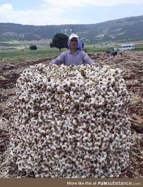 An impressive pile of garlic