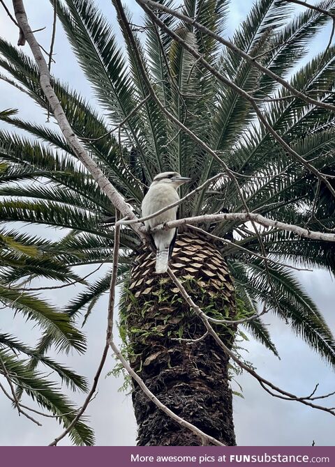 (OC) The beautiful Kookaburra