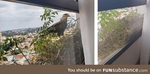 Two eagles have decided to build a nest right outside this 12th floor window