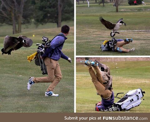 The geese are winning the war on golfers