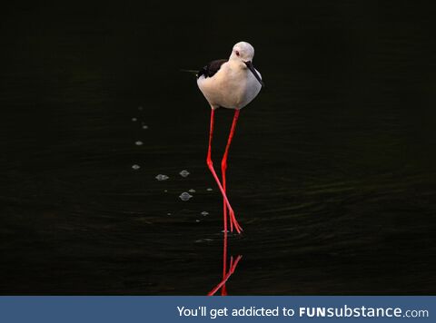 [OC] Black-winged stilt wandering the shallow waters of marshland near Chennai, India