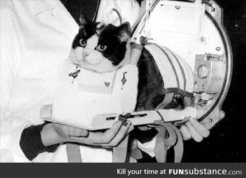 Félicette, the first cat in space (1963)