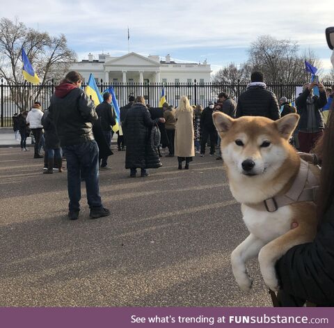 [OC] shiba stand much with ukraine