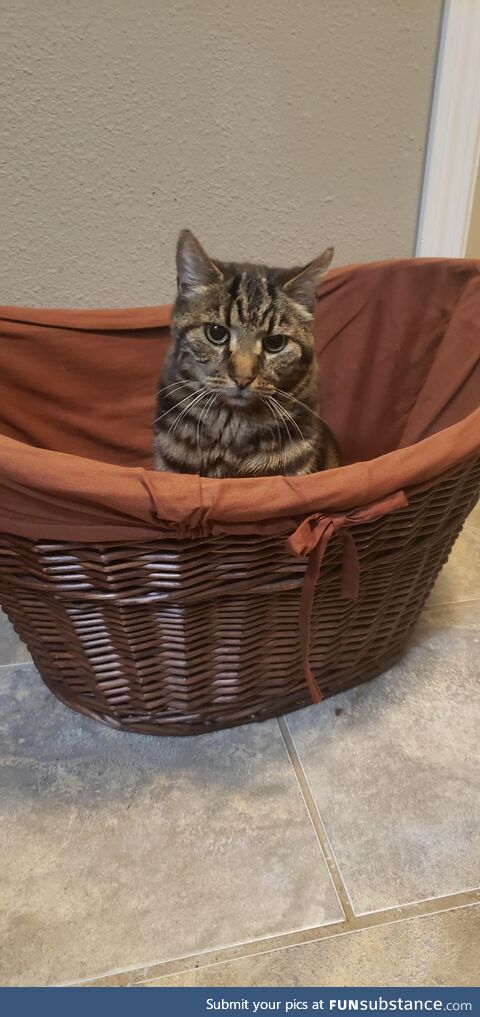 Cat in the basket.[OC]