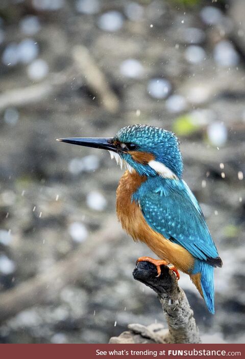 Kingfisher [oc]