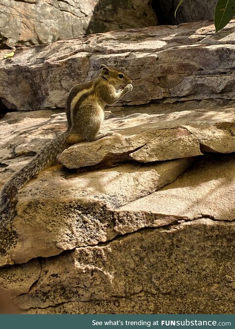 Squirrel eating nuts